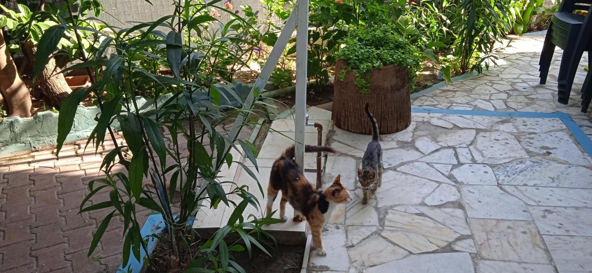 Guzelcamlı Samos Apart Pension מראה חיצוני תמונה
