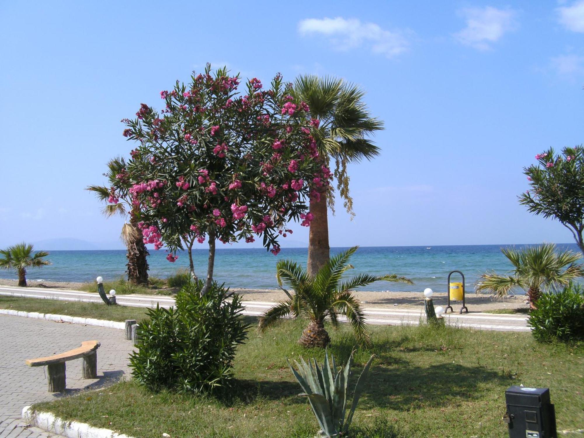 Guzelcamlı Samos Apart Pension מראה חיצוני תמונה